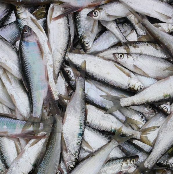 爱游戏(ayx)中国官方网站|雪莉与SM再续约展现义气 下一部作品正在商讨之中(图1) ayx官方网站